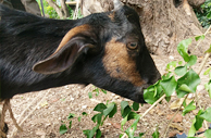 可愛黑羊吸引不少小朋友餵草和拍照留念。